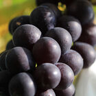 自然農法-巨峰葡萄, , hi-res