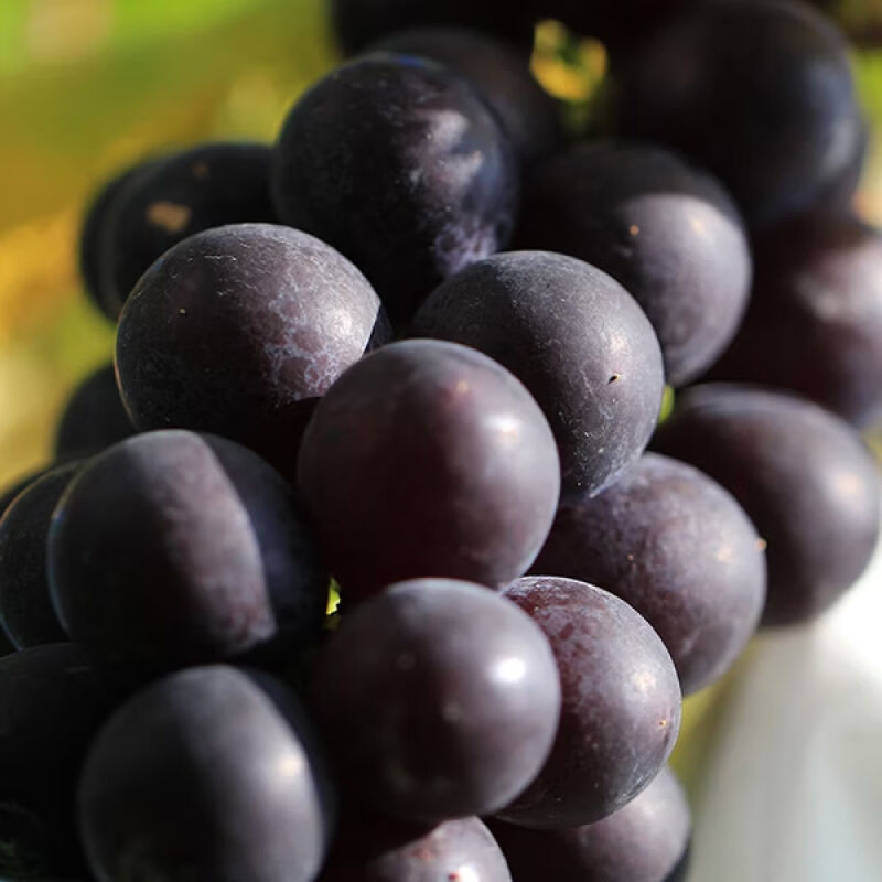 自然農法-巨峰葡萄, , hi-res image number null