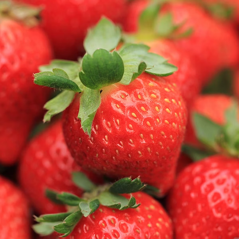 新鮮蜜香草莓-特大尺寸, , hi-res image number null