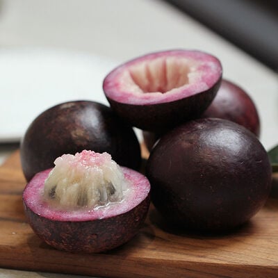 自然農法-巨鑽牛奶果