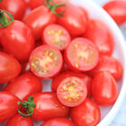 玉女蕃茄寶寶, , hi-res