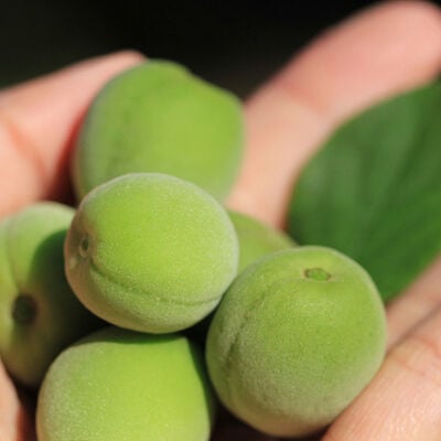 新鮮手採-大青梅/大胭脂梅 - 10台斤