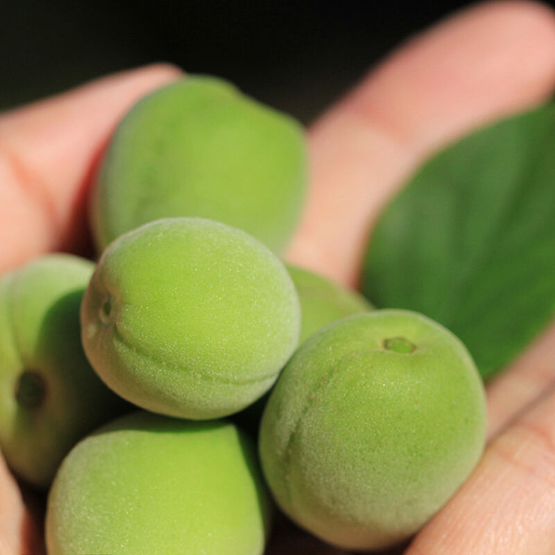 新鮮手採-大青梅/大胭脂梅 - 10台斤, , hi-res image number null